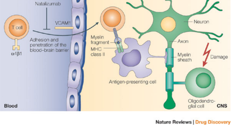 Monoclonal Antibodies