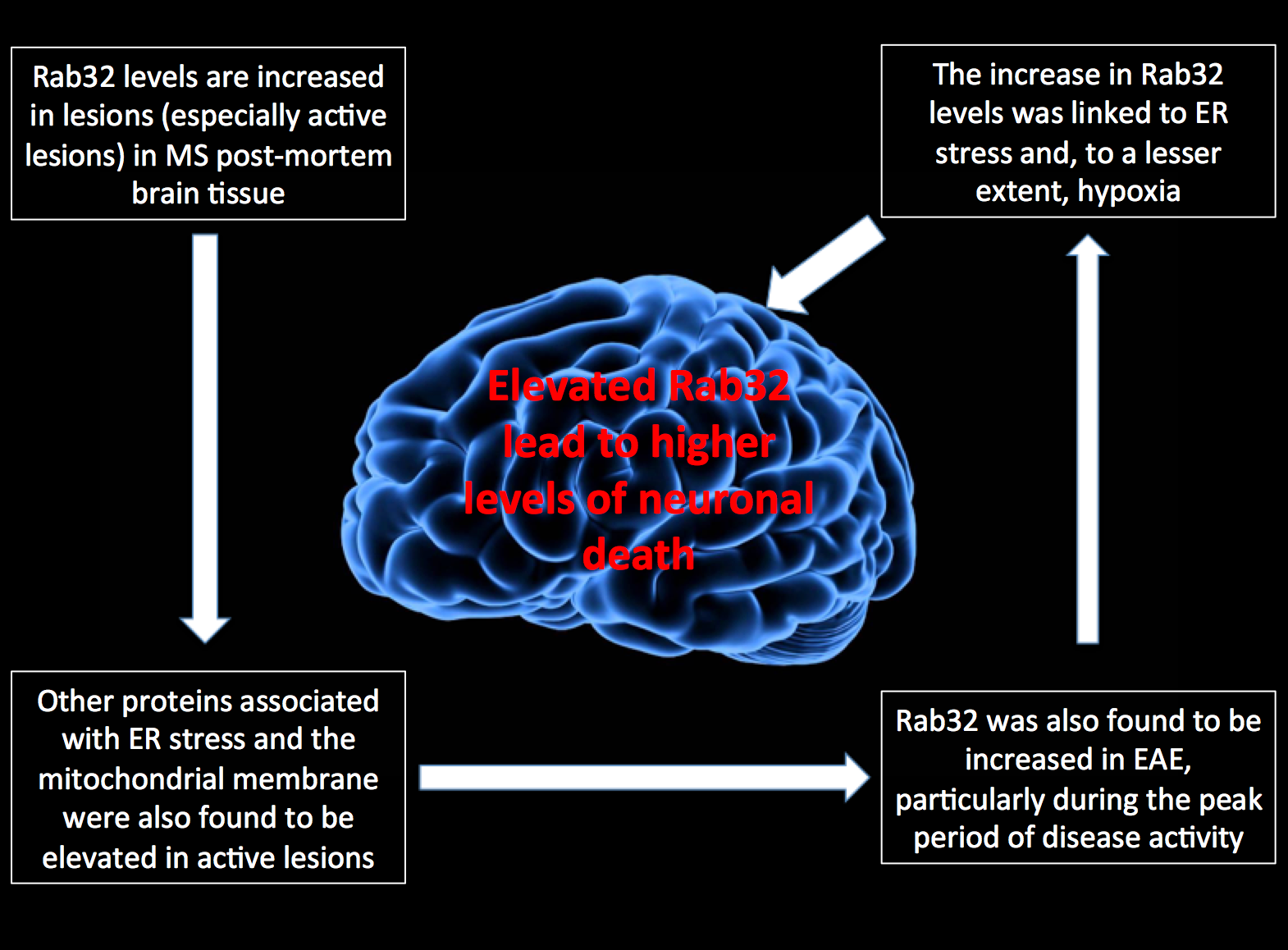 Mitochondrial Dysfunction & ER Stress in Multiple Sclerosis