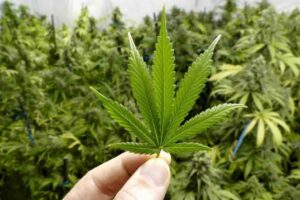 cannabis for chronic pain