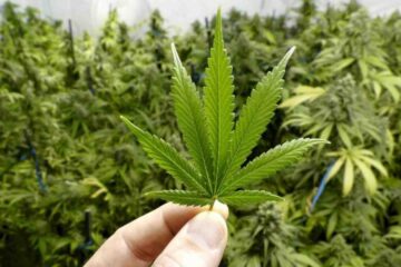 cannabis for chronic pain