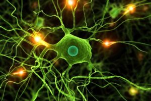 myelin repair microglia