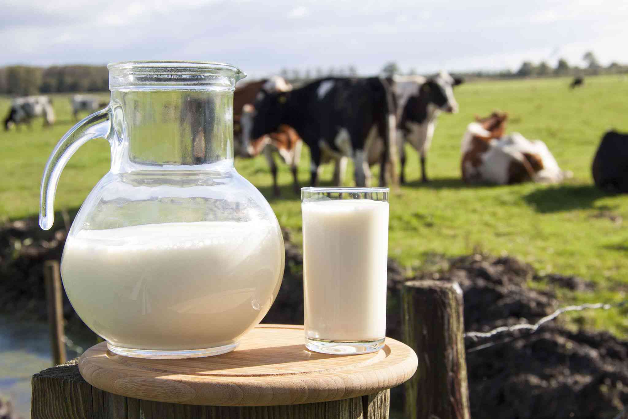 Does Drinking Cow s Milk Worsen Multiple Sclerosis Symptoms 